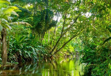 forêt amazonienne
