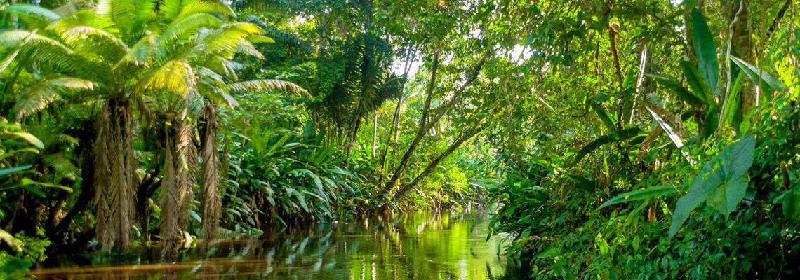 forêt amazonienne